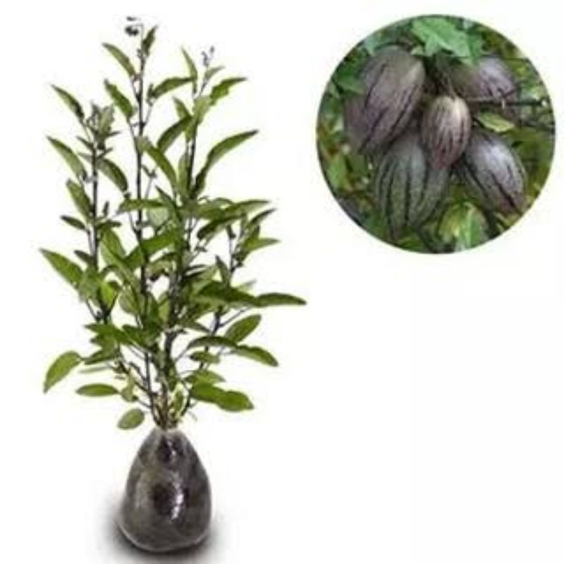 Tanaman Bibit Buah Pepino Sudah Berbuah