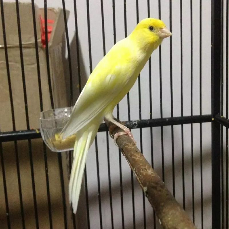 SF FOI20 BUNYI 100% JANTAN WARNA KUNING POLOS MANTAP POSTUR MEWAH