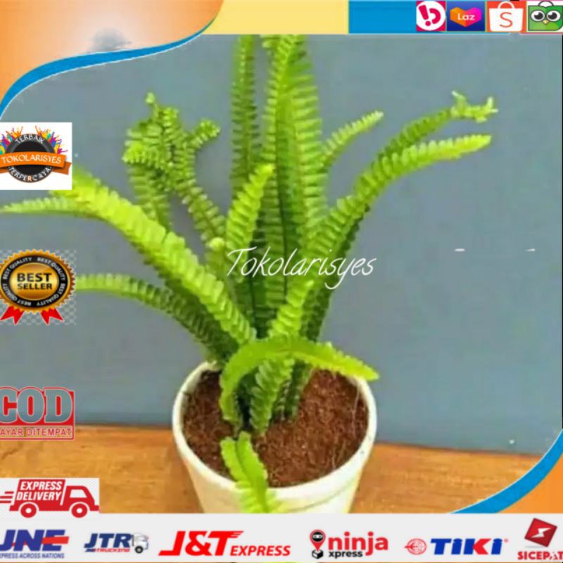 Tanaman hias pakis asal hutan pakis kelabang hiasan taman