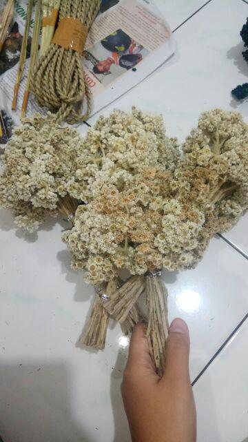  Bunga  edelweis  budidaya putih  Shopee Indonesia