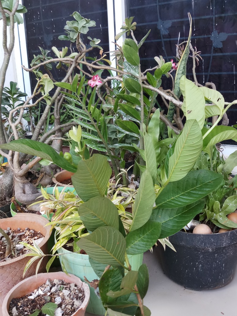 Bibit Jambu Kristal Udah Berbunga