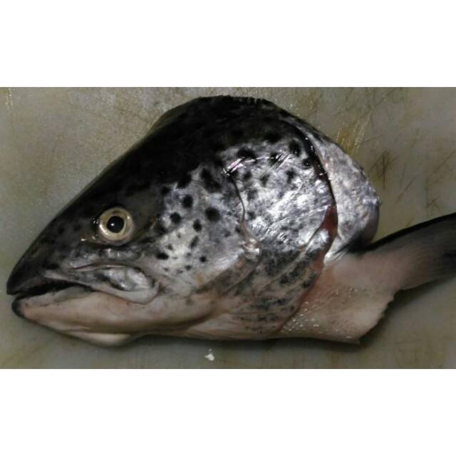 

Kepala Salmon belah