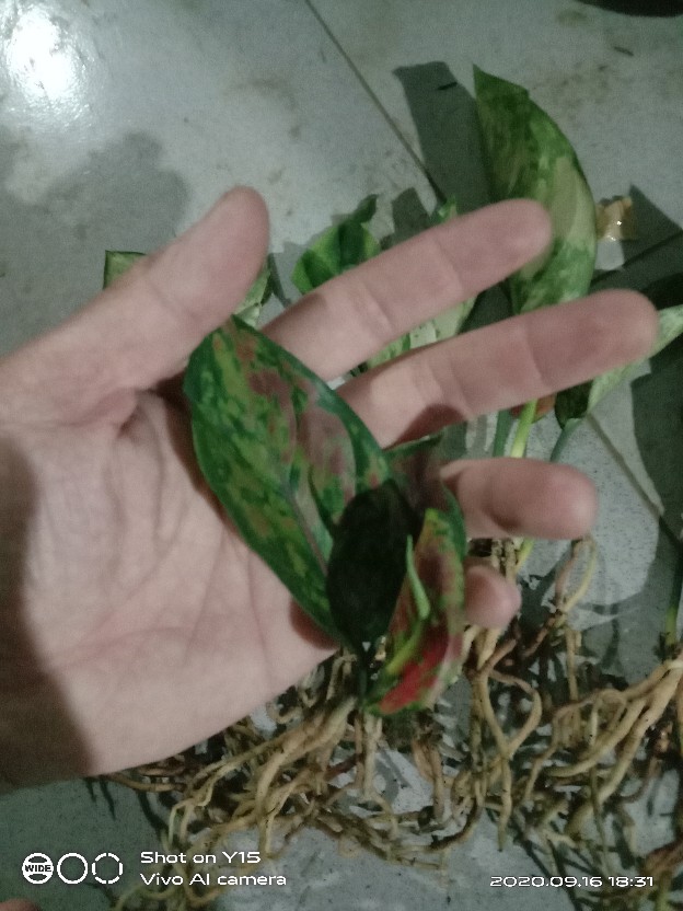 Bibit Bunga Aglonema Super White