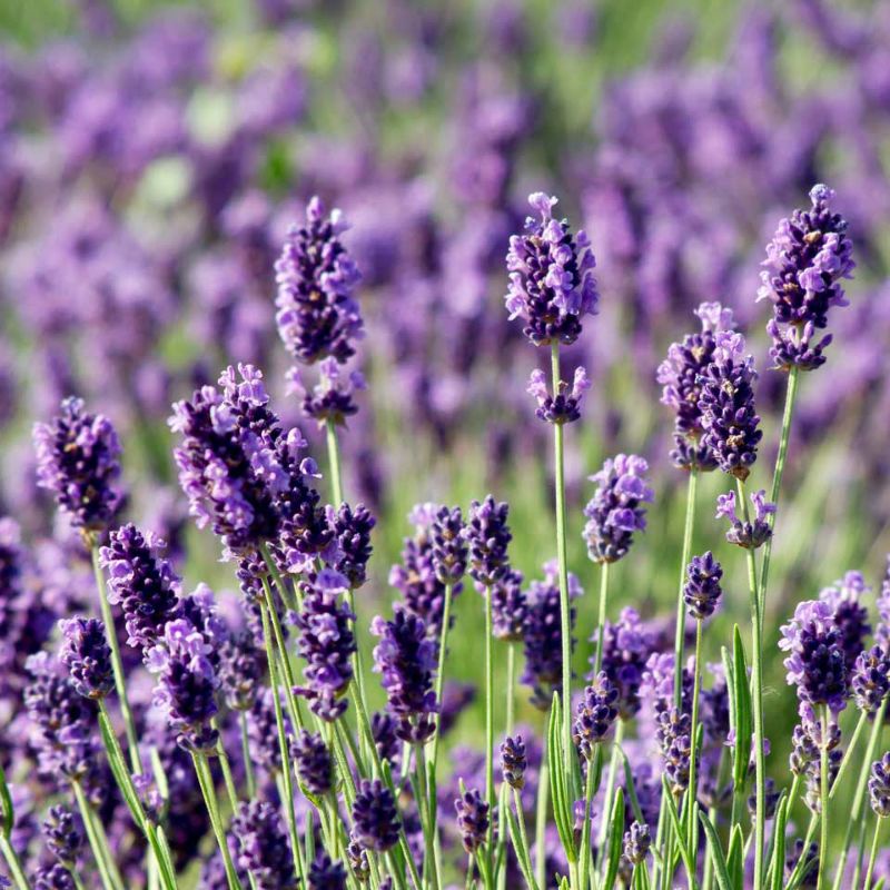 benih bunga LAVENDER MUNSTEAD isi 2 biji