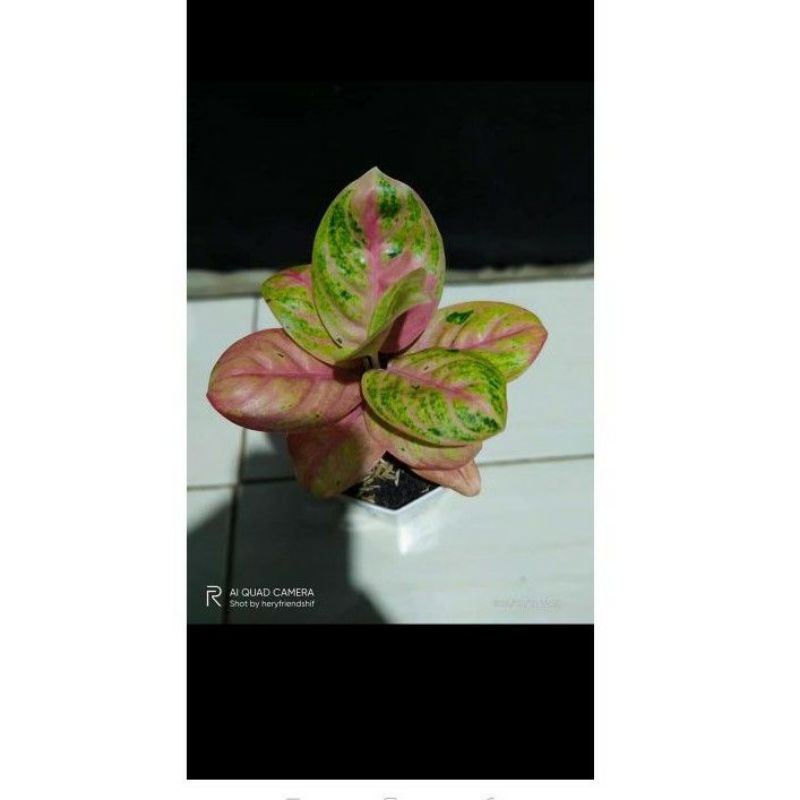 aglonema Denpasar moon