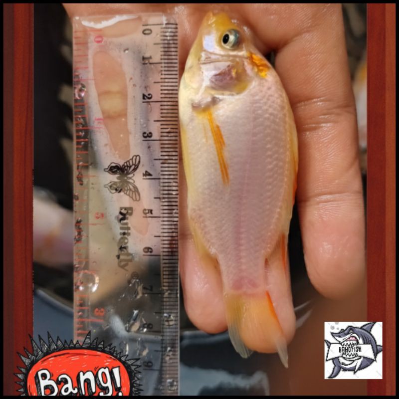bibit ikan nila size 7-8 cm monosex