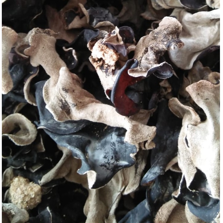

Jamur Kuping Hitam Kering Kualitas Super Grade A 500 Gram Setengah Kilo