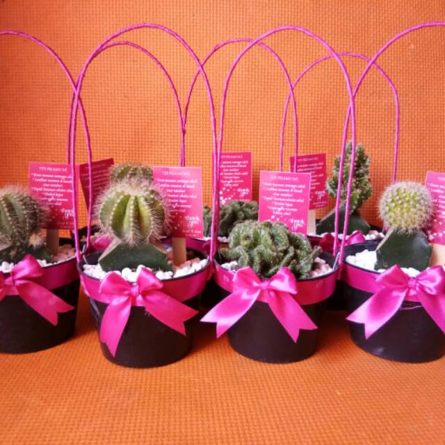Souvenir kaktus jinjing