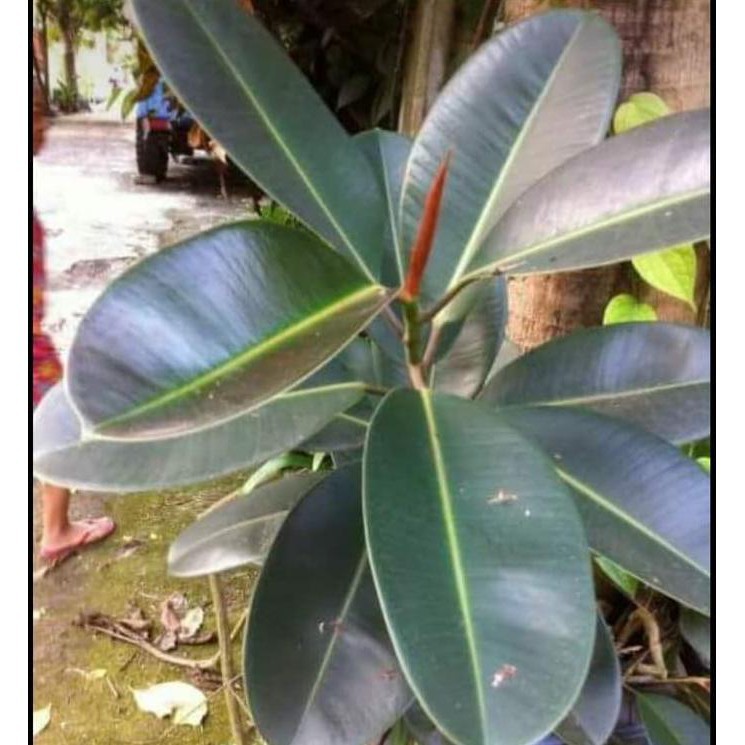 Pohon karet kebo merah / pohon karet merah ( ficus elastika ) HIJAU TAMAN