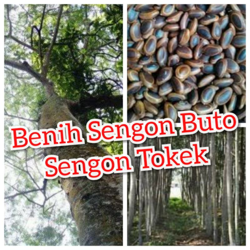 BIJI BENIH SENGON BUTO 10 & 20 GRAM