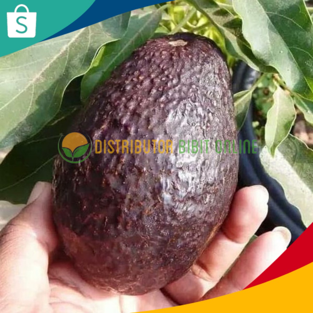 

alpukat jenis Has hasil buah sangat lembut