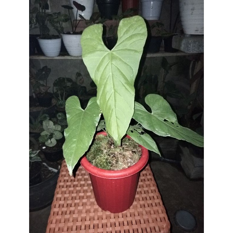 anturium balaoanum/anturium titanic