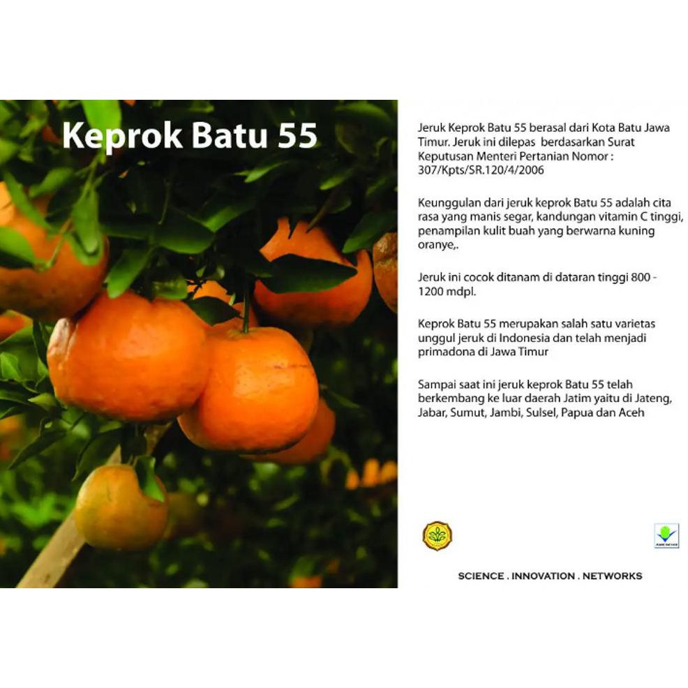 Bibit Buah Bibit Buah Jeruk Keprok Batu Malang 55 O0#