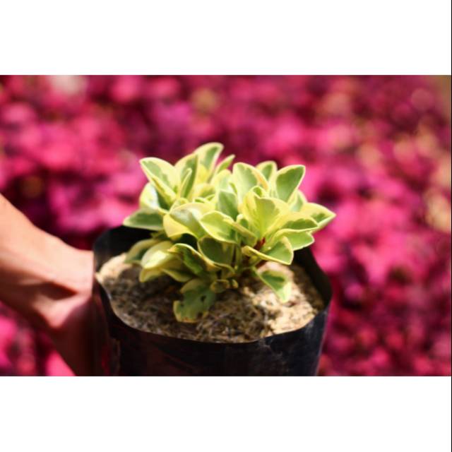 Taplan, bunga Taplan, bunga hias, tanaman hias, bibit benih, bibit bunga hias