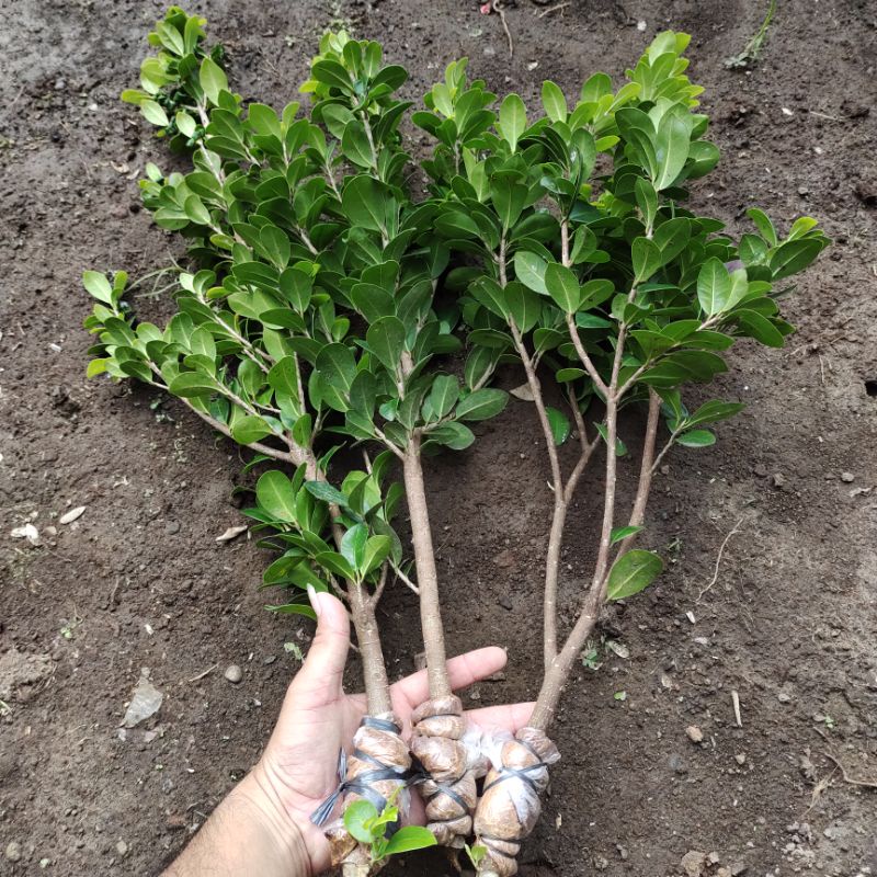 bonsai beringin kompakta paket isi 3 pohon rimbun dan subur