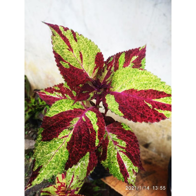 013 Miana Coleus Batik Premium