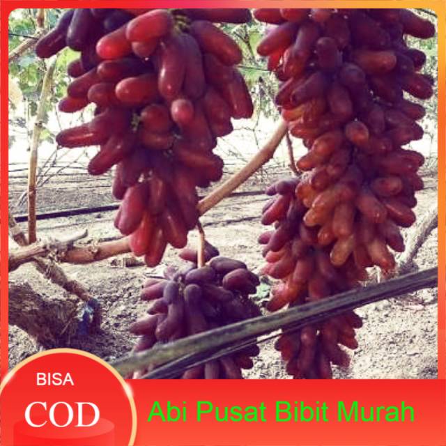 bibit anggur import carnival