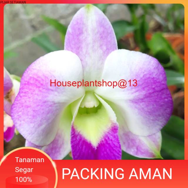 Anggrek Dendrobium Burana Pearl Princess HPS@13