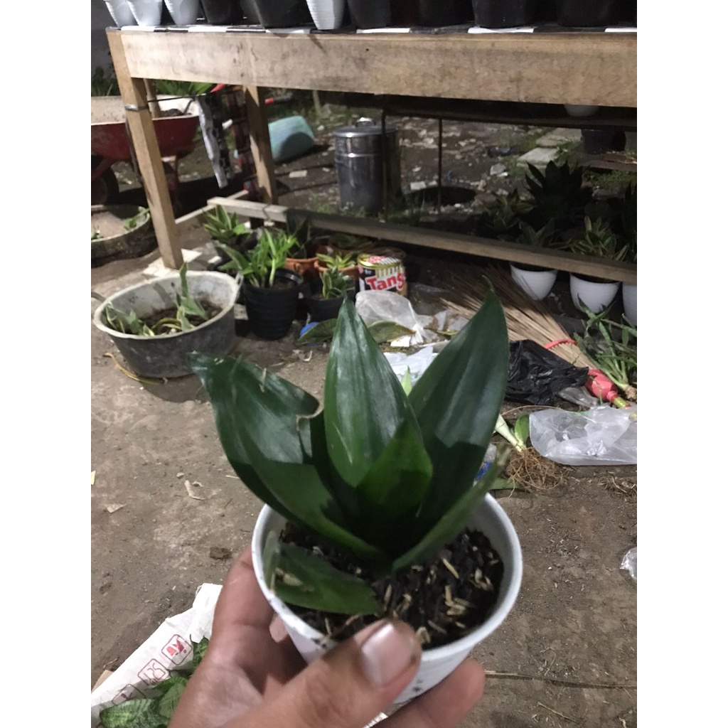 sansivera black dragon/green dragon