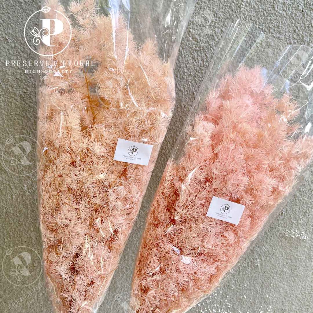 Preserved Asparagus Flower/ Bunga Asparagus Kering/ Bunga Asli Kering Premium