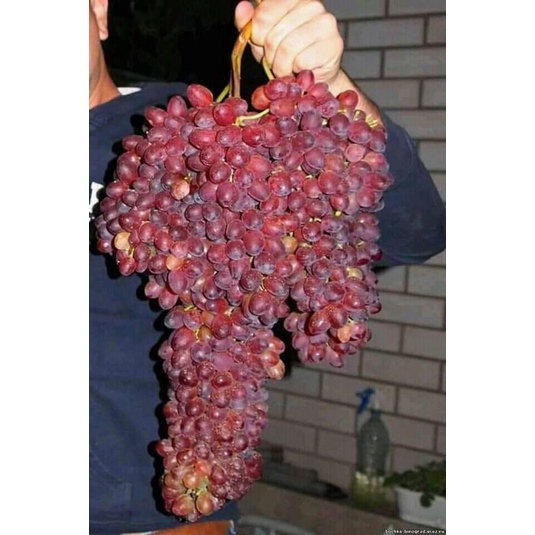 bibit anggur import messenger tanpa biji