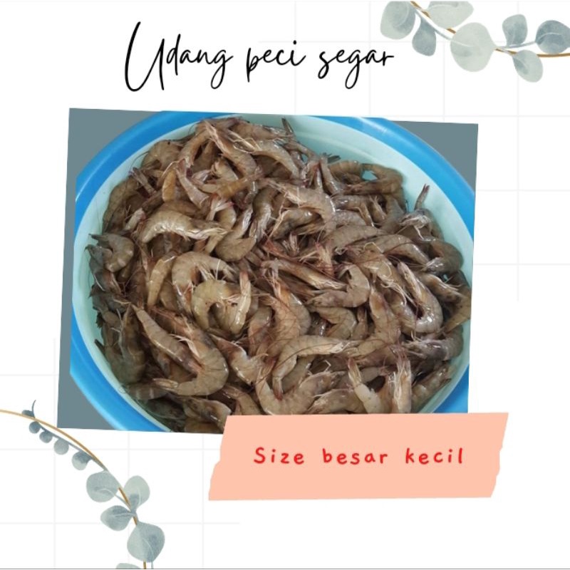 

Udang peci segar 1kg