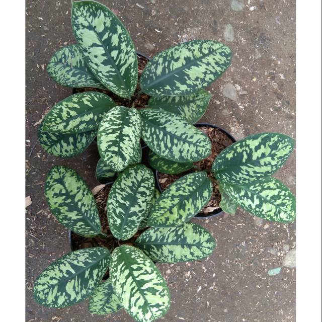 Aglonema karet /army