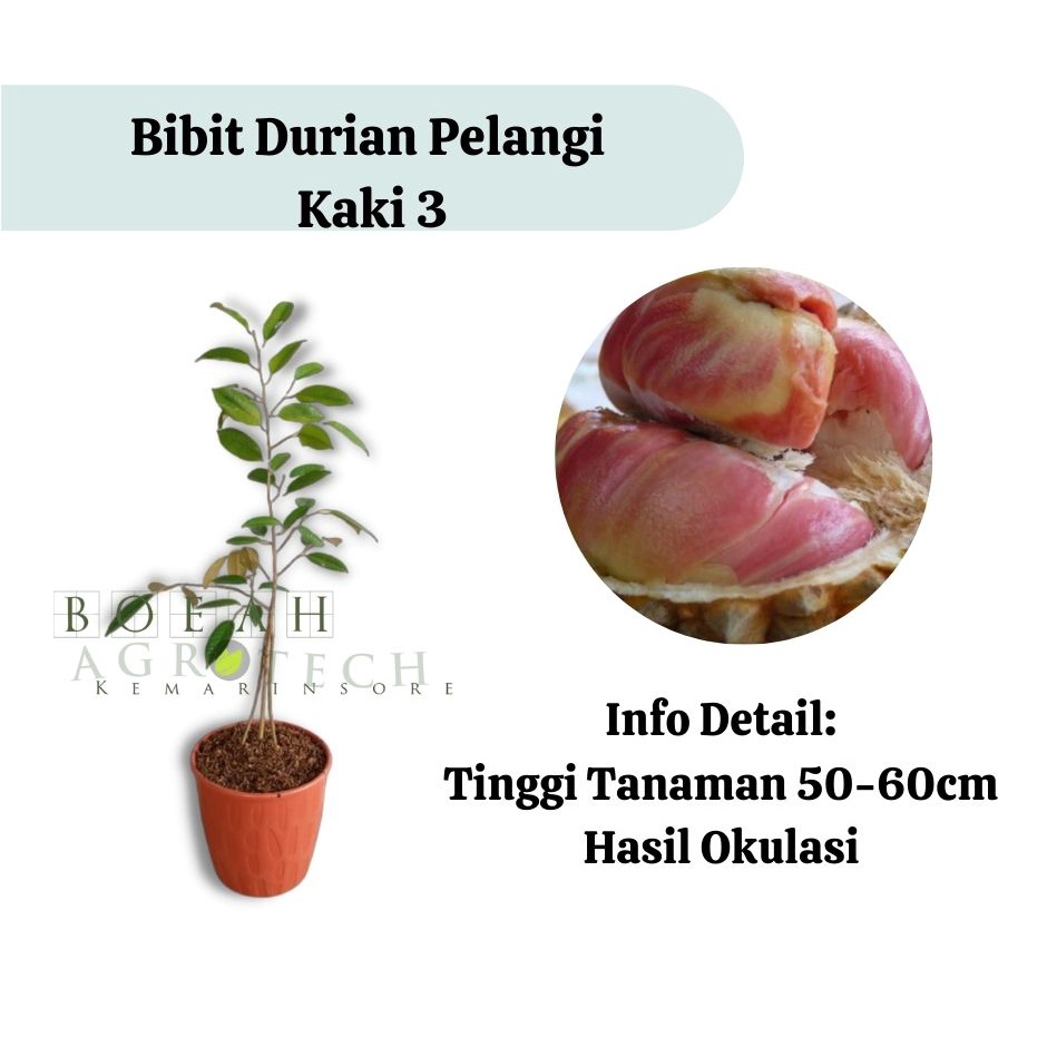 Bibit Durian Pelangi Kaki 3 (Jaminan Original)