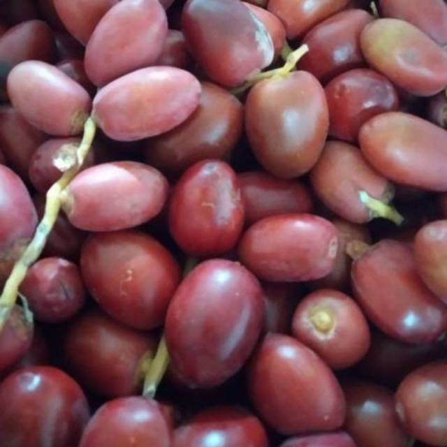 Kurma Muda / Ruthob 250gr harga grosir