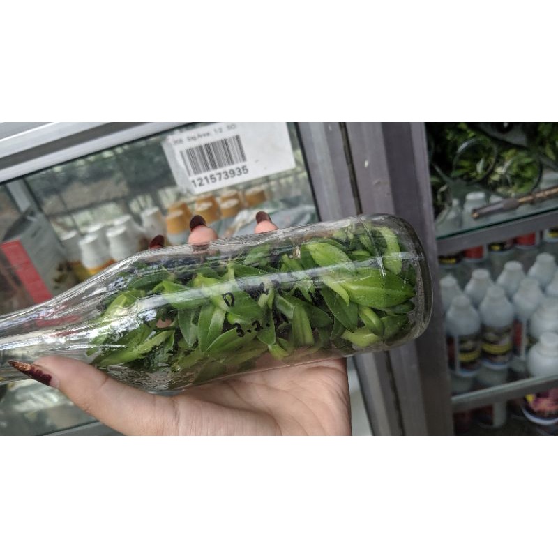 Bibit botol dendro keriting