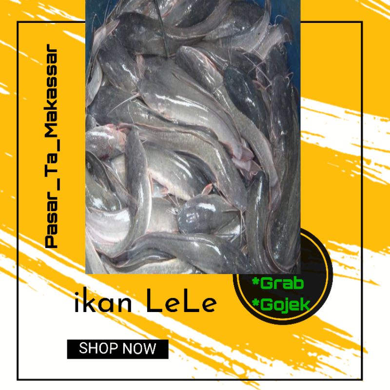

1 kg ikan Lele Hidup Lele Segar Murah / Pasar Ta Makassar / Pasar sayur makassar