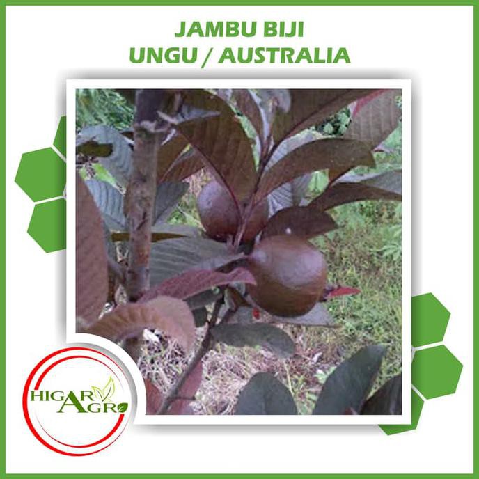 @_# Bibit Tanaman Buah Jambu Biji Ungu/Australia