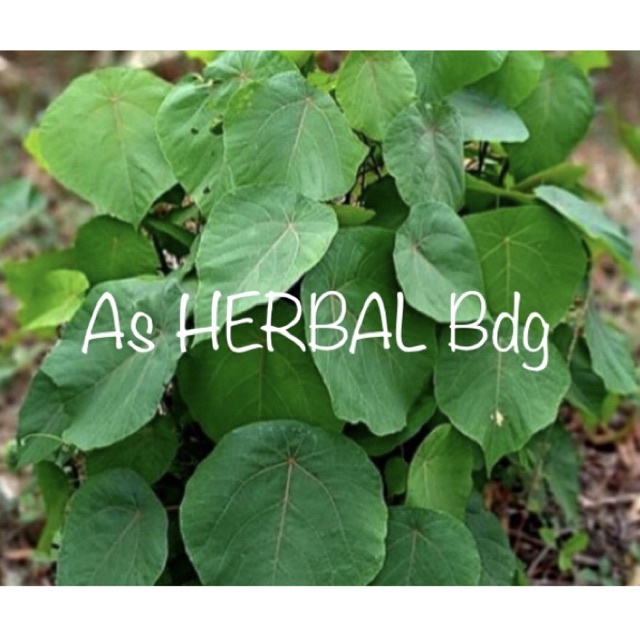 

Daun mara / daun karahan / daun madau segar 500 gram-az