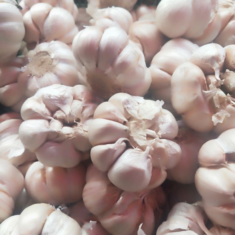 

Bawang putih cating dan honan /appel 250 gr. sudah bersih