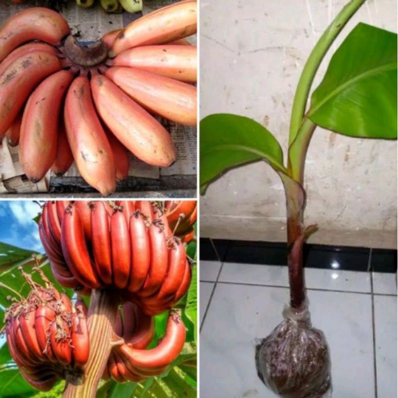 Pisang merah, pisang kidang, pisang hurang