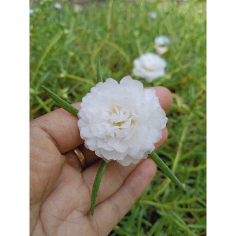 

krokot cantik id putih