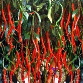 Bibit / Benih Cabe Keriting Merah Pedas Panjang Cocok Untuk Sambal