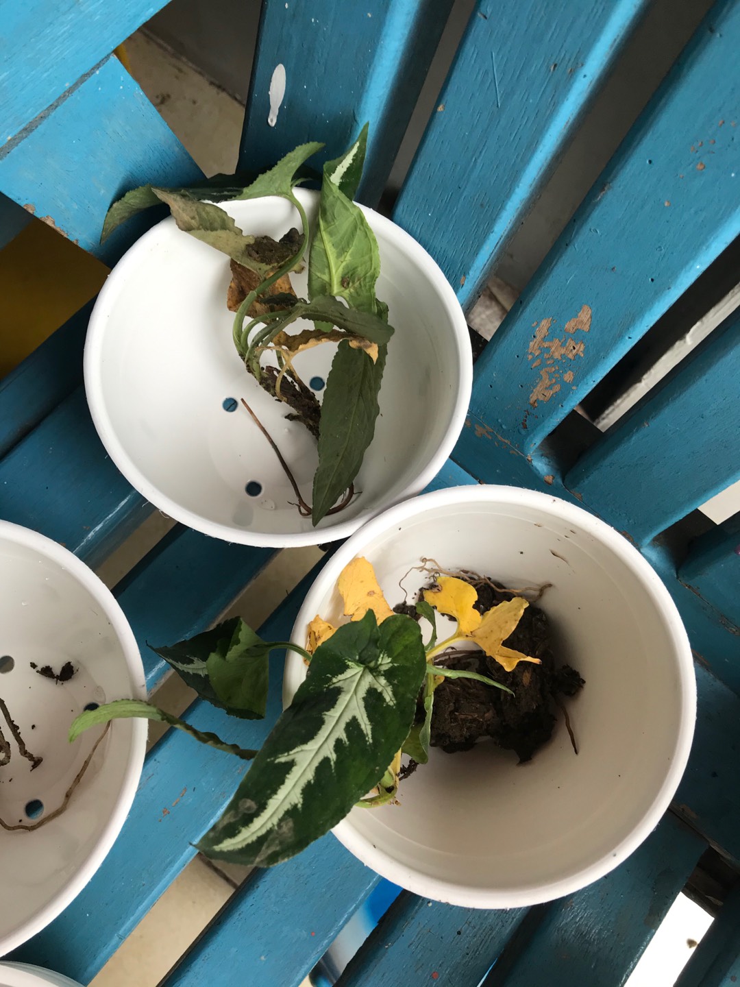 Keladi Syngonium Rayii (min : 10 Plant)