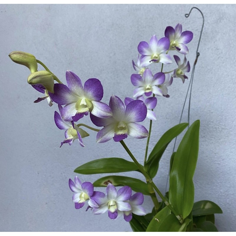 Seedling anggrek dendrobium hybird-tanaman hidup-bunga hidup murah-anggrek-bunga gantung hidup