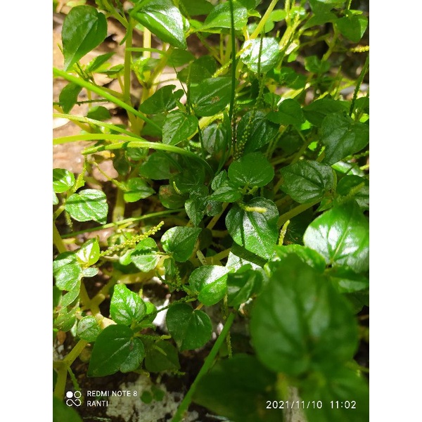 

daun sirih cina asli fresh (250gr)