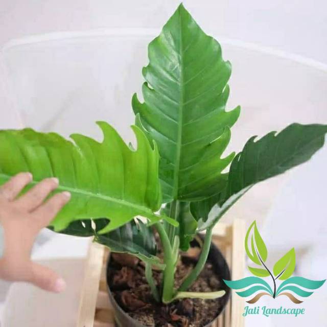 Tanaman Hias Philodendron Gergaji Tanaman Hias Pilo Gergaji Shopee Indonesia