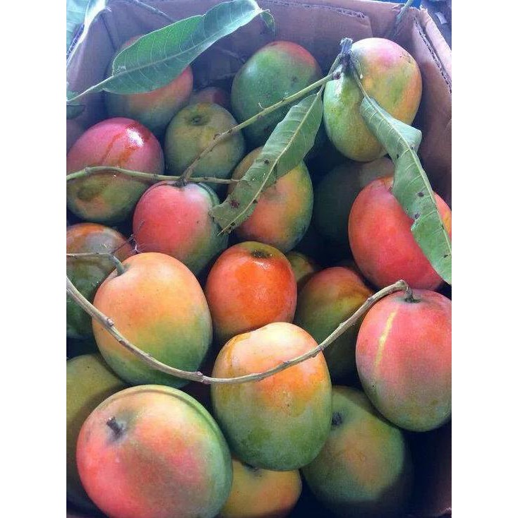 Unggulan Bibit Pohon Mangga Gedong Gincu Unggul