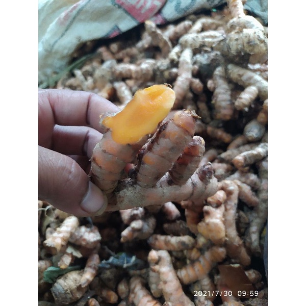

PROMO JUAL KUNING MASAK,KUNYIT MASAK SEGAR /250GRAM FRESS