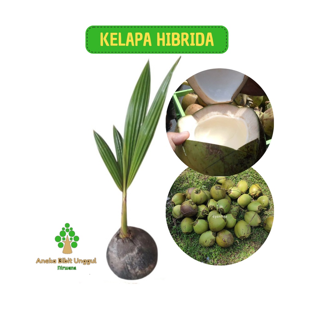 BIBIT KELAPA - BIBIT KELAPA HIBIRDA - BIBIT KELAPA HIJAU - KELAPA HIBRIDA - KELAPA HIJAU - BIBIT KEL
