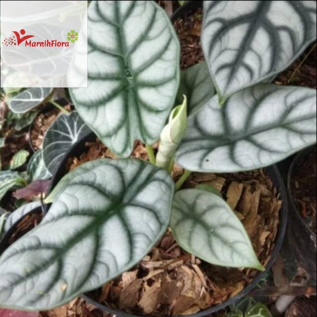 Featured image of post Alocasia Tengkorak Merah Alocasia black stem senthe merah batang berwarna coklat dasar urat daun berwarna coklat