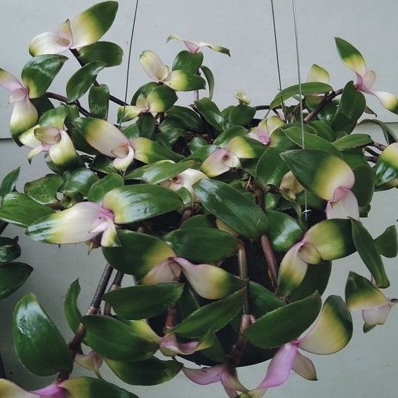 Tanaman Hias Gantung Lidah Kera