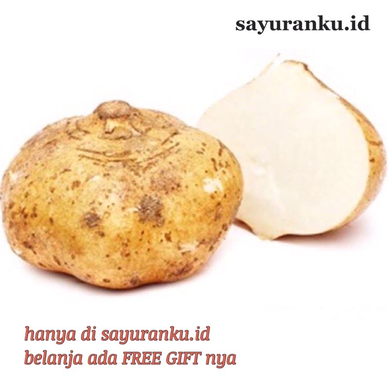 

bengkuang segar/ bengkoang segar - 1 kg