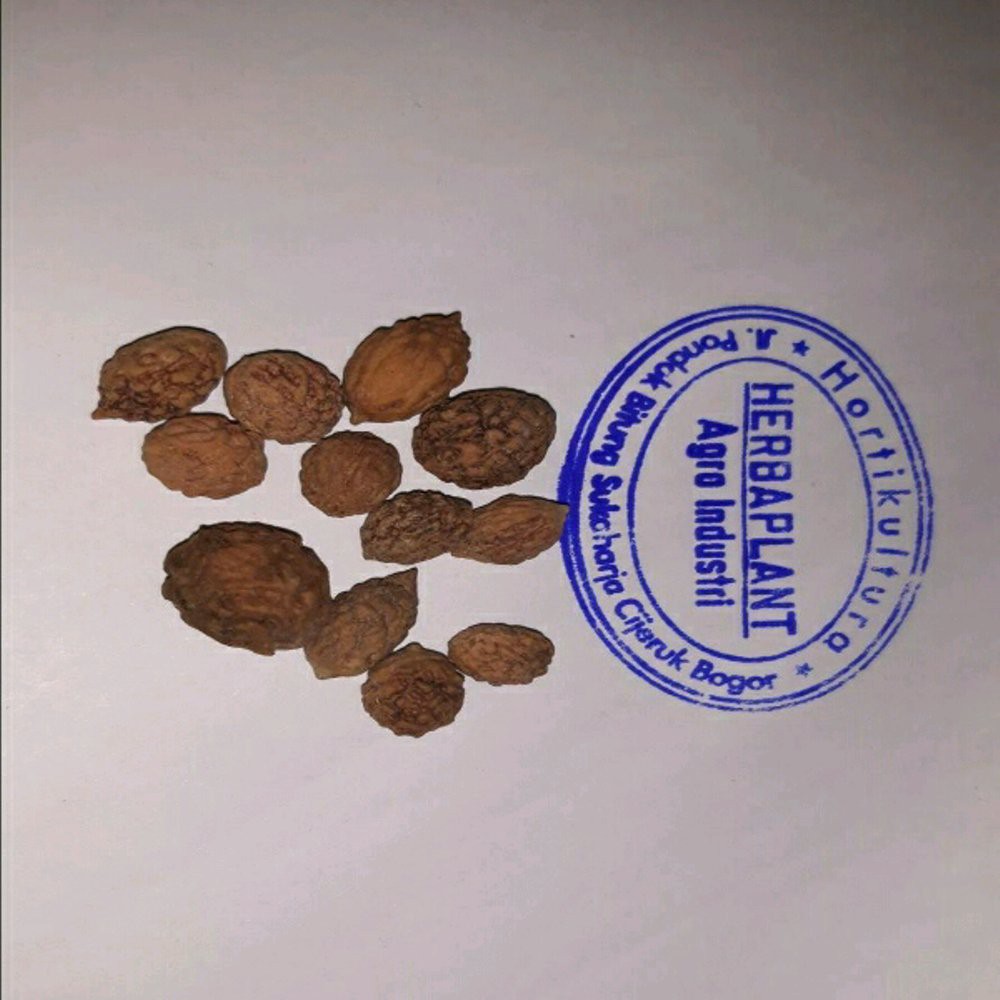 paket 10 benih pohon bidara arab Limited