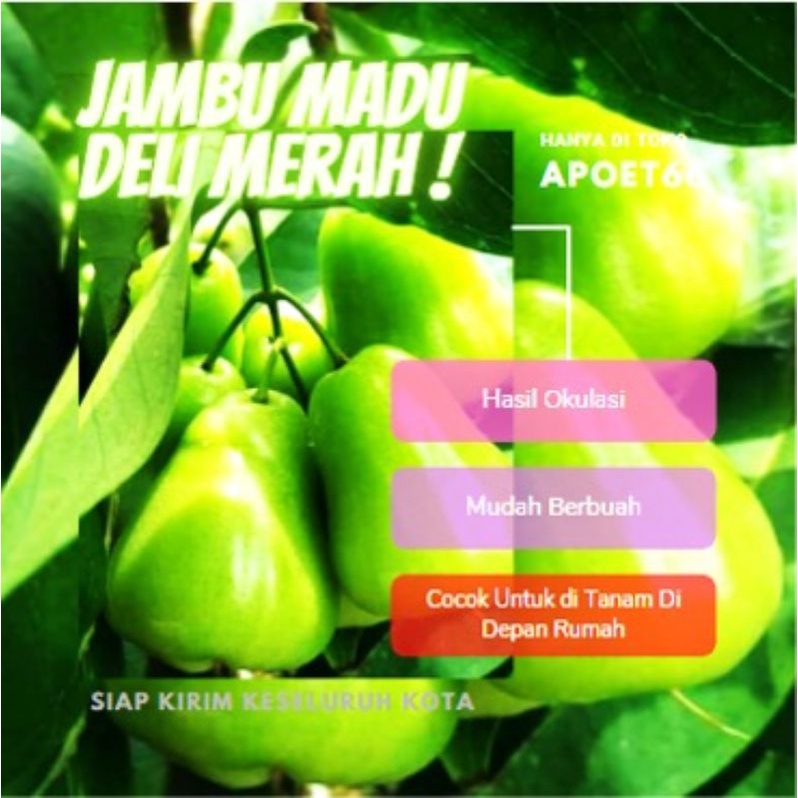 Bibit Jambu Air Madu Deli Hijau