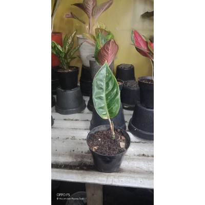 tanaman aglonema mahardika&alexander